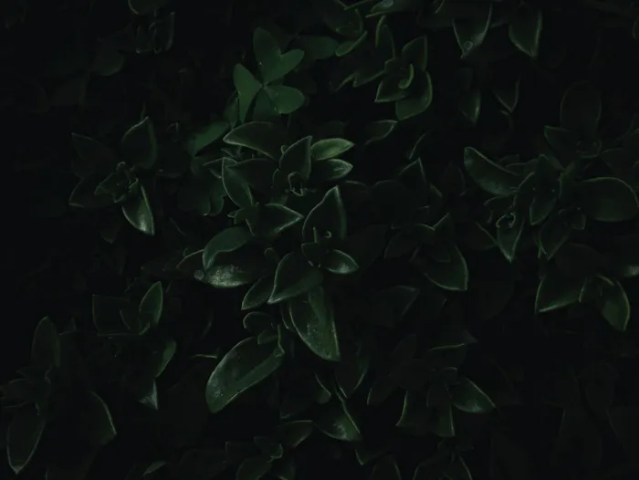 Cover image for Executive mentorship programs in Canada: what makes one worth considering